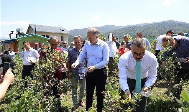 Mavi Yemişte Hasat Başladı